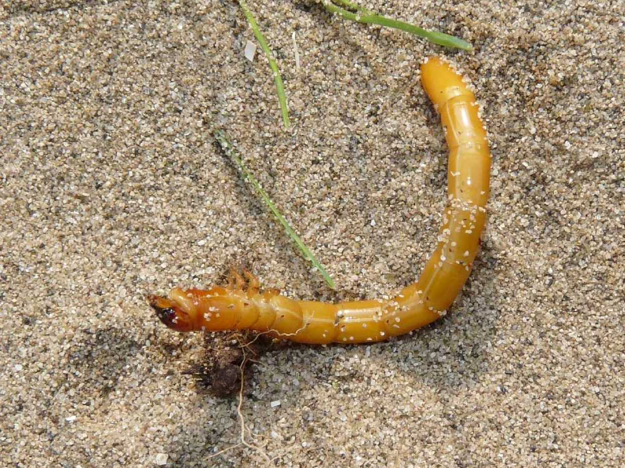 Larva di Elateridae Cebrioninae ?  S !